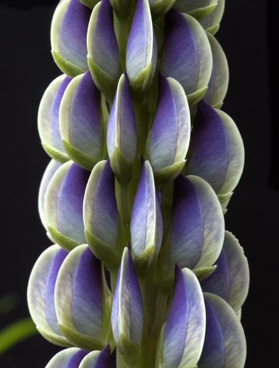 Large Leaf Lupine, Lupinus polyphyllus.jpg